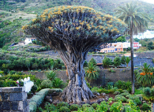  Parajes naturales de las islas Canaria