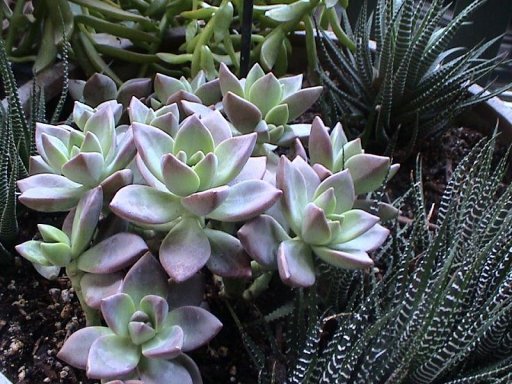 Plantas suculentas: un sinfín de formas y texturas