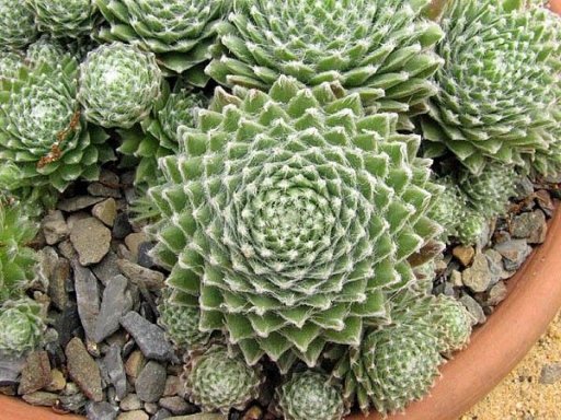 Plantas suculentas: un sinfín de formas y texturas