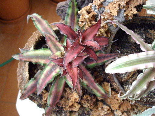  Ficha de la Cryptanthus bivittatus