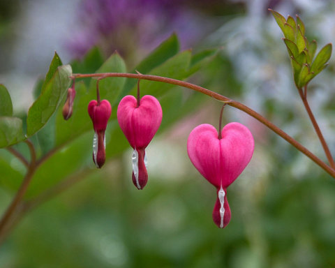 Flores corazon Para el día de San Valentín