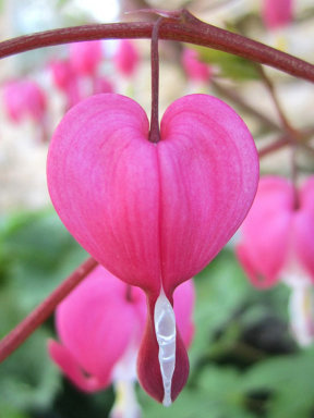 Flores corazon Para el día de San Valentín
