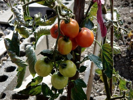  Cómo plantar tomates en casa