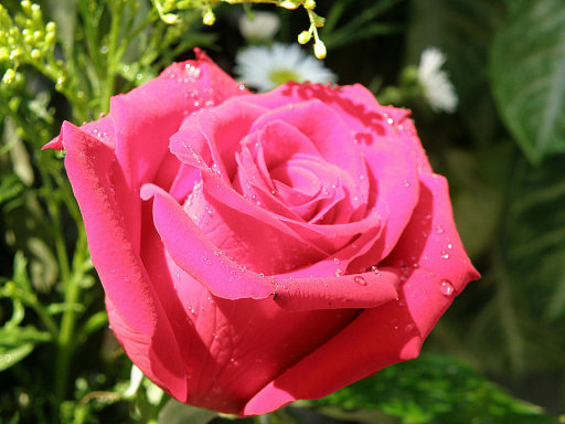 El lenguaje oculto de las flores: ¿qué regalar en San Valentín?