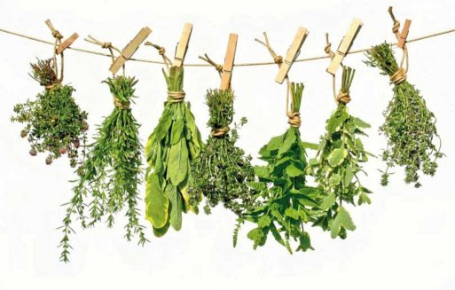 10 curiosidades sobre las plantas medicinales