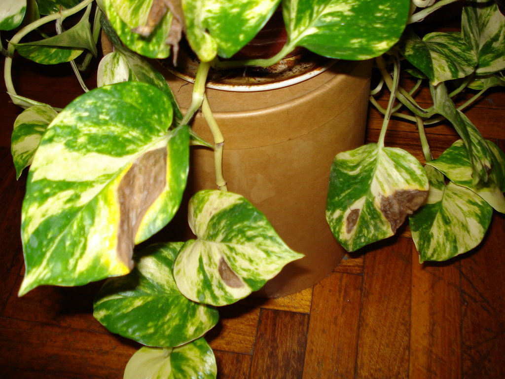 Resultado de imagen de plantas hojas manchadas fotos