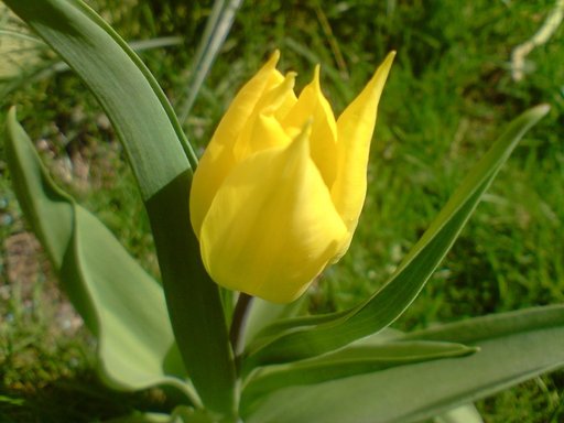  La Tulipomanía, o cómo los tulipanes destruyeron Holanda