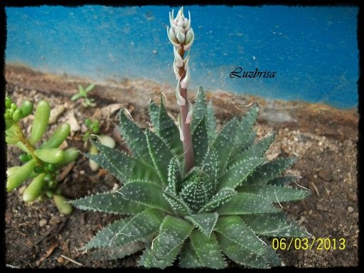  Aloe aristata